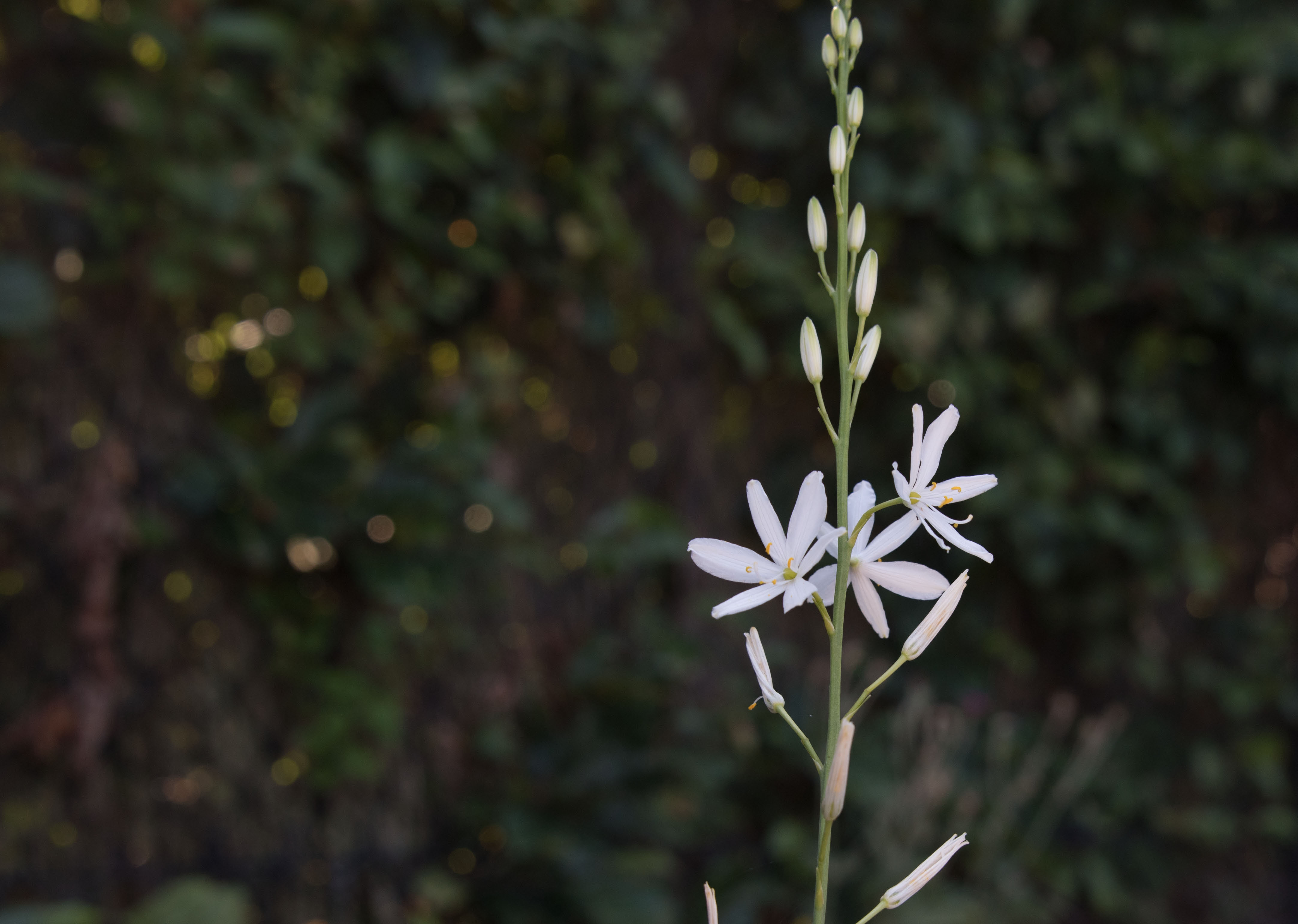 Anthericum liliagoGrote graslelie bestellen